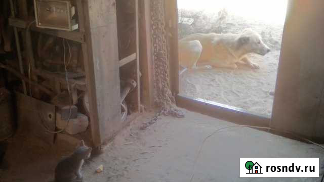 Дача 21 м² на участке 12 сот. на продажу в Стрелице Стрелица - изображение 1