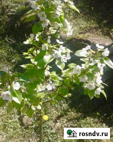 Дача 40 м² на участке 7 сот. на продажу в Сочи Сочи - изображение 1