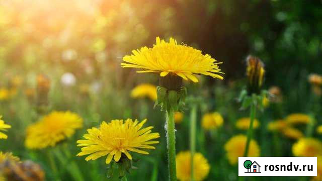 Участок СНТ, ДНП 6000 сот. на продажу в Думиничах Думиничи - изображение 1