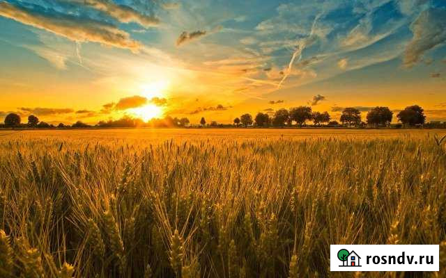 Участок СНТ, ДНП 1000 сот. на продажу в Топчихе Топчиха - изображение 1