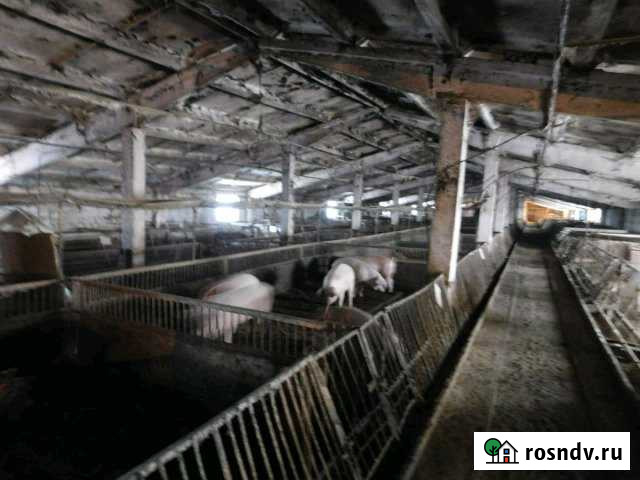 Животноводческий комплекс от Барнаула 45 км Павловск - изображение 1