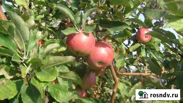 Участок ИЖС 15 сот. на продажу в Должанской Должанская - изображение 1