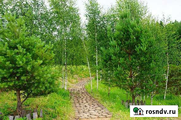 Участок СНТ, ДНП 559 сот. на продажу в Павлово Нижегородской области Павлово - изображение 1