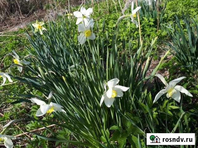 Участок СНТ, ДНП 10 сот. на продажу в Малом Верево Малое Верево - изображение 1