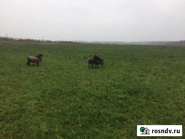 Участок СНТ, ДНП 560 сот. на продажу в Шаховской Шаховская - изображение 1