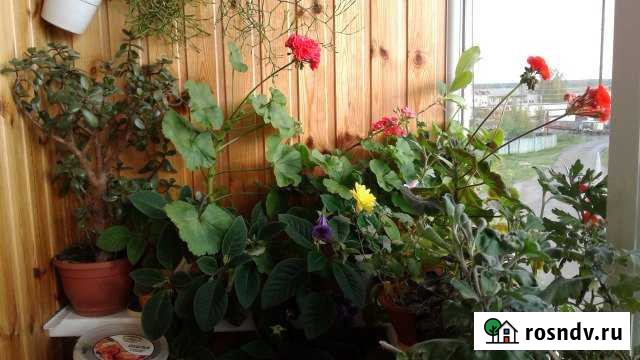 2-комнатная квартира, 58 м², 2/3 эт. на продажу в Санчурске Санчурск - изображение 1