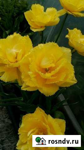 Участок ИЖС 10 сот. на продажу в Россоши Россошь - изображение 1