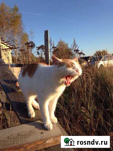 Участок ИЖС 15 сот. на продажу в Жукове Жуков - изображение 1