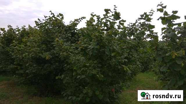 Участок ИЖС 15 сот. на продажу в Белиджи Белиджи - изображение 1