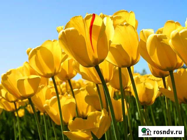 Участок СНТ, ДНП 6 сот. на продажу в Верее Верея - изображение 1