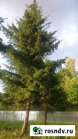 Участок СНТ, ДНП 15 сот. на продажу в Пролетарском Московской области Пролетарский - изображение 1