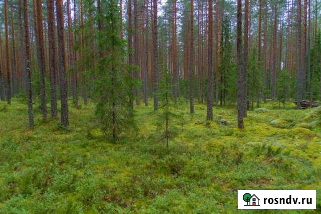 Участок ИЖС 24 сот. на продажу в Выборге Выборг - изображение 1