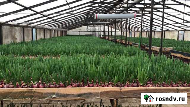 Теплица в аренду Рахья - изображение 1