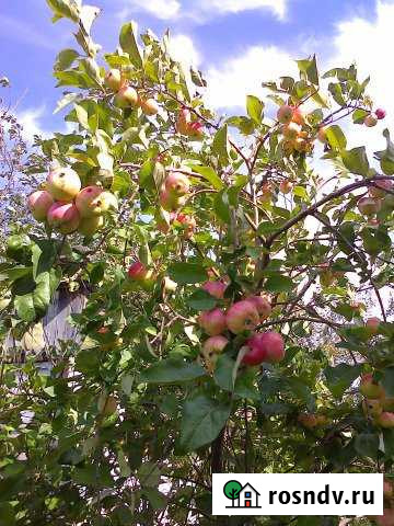 Дача 20 м² на участке 12 сот. на продажу в Ачинске Ачинск - изображение 1