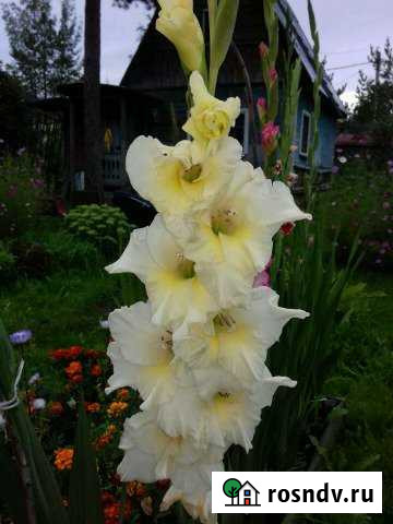 Дача 25 м² на участке 10 сот. на продажу в Вырице Вырица - изображение 1