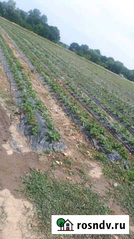 Участок СНТ, ДНП 250 сот. на продажу в Пшехской Пшехская - изображение 1