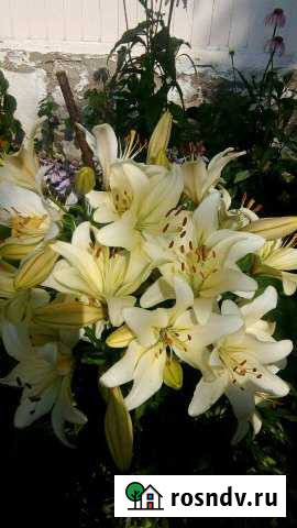 Дом 100 м² на участке 9 сот. на продажу в Красном Красный - изображение 1