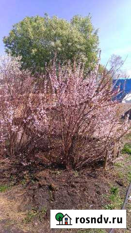 Дом 61 м² на участке 10 сот. на продажу в Завитинске Завитинск - изображение 1