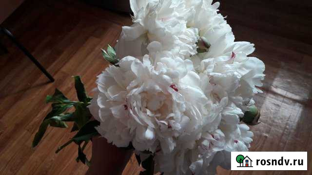 Дача 20 м² на участке 6 сот. на продажу в Мысках Мыски - изображение 1