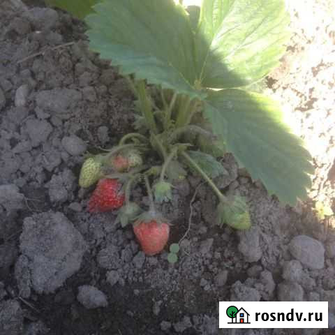 Участок ИЖС 15 сот. на продажу в Луковской Луковская - изображение 1