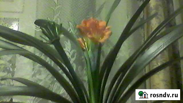 Участок СНТ, ДНП 20 сот. на продажу в Вихоревке Вихоревка - изображение 1