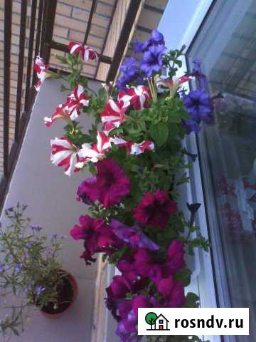 Участок СНТ, ДНП 6 сот. на продажу в Камне-на-Оби Камень-на-Оби - изображение 1