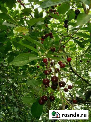 Участок СНТ, ДНП 541 сот. на продажу в Гурьевске Калининградской области Гурьевск - изображение 1