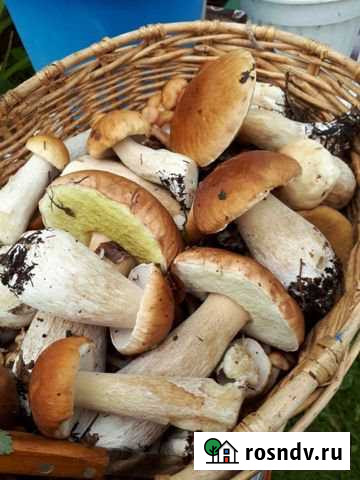 Участок СНТ, ДНП 9 сот. на продажу в Электростали Электросталь - изображение 1