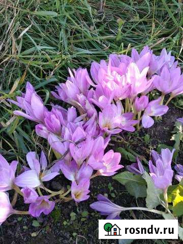 Участок СНТ, ДНП 7 сот. на продажу в Кольцово Кольцово - изображение 1