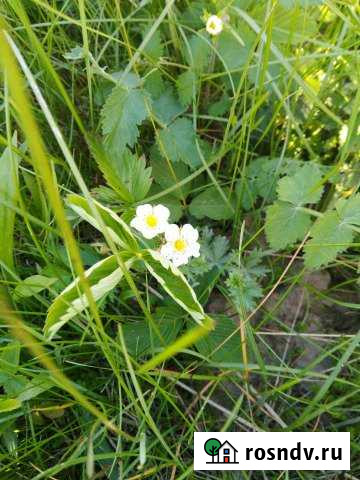 Участок ИЖС 19 сот. на продажу в Пестрецах Пестрецы - изображение 1