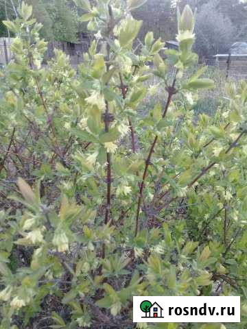 Дача 20 м² на участке 10 сот. на продажу в Усолье-Сибирском Усолье-Сибирское - изображение 1