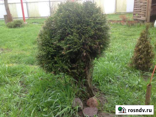 Дача 65 м² на участке 4 сот. в аренду посуточно в Зеленоградске Зеленоградск - изображение 1