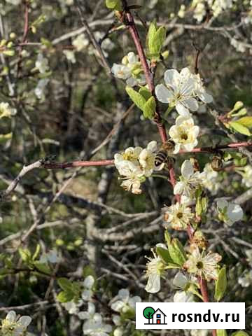 Участок СНТ, ДНП 15 сот. на продажу в Шимске Шимск - изображение 1