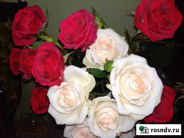 Участок ИЖС 9 сот. на продажу в Краснослободске Волгоградской области Краснослободск - изображение 1