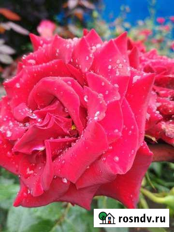 Участок ИЖС 10 сот. на продажу в Варениковской Варениковская - изображение 1