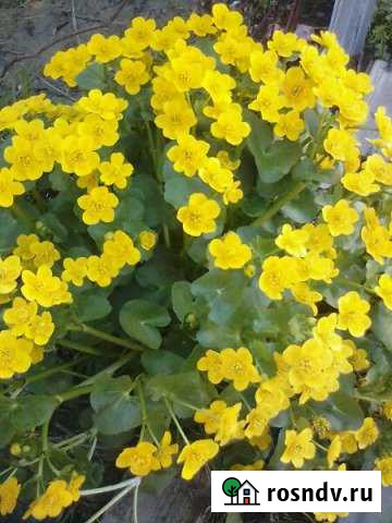 Дача 30 м² на участке 4 сот. на продажу в Электростали Электросталь - изображение 1