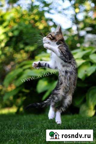 Участок ИЖС 15 сот. на продажу в Плотниково Плотниково - изображение 1