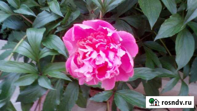 Участок СНТ, ДНП 5 сот. на продажу в Армавире Армавир - изображение 1