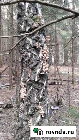 Участок ИЖС 10 сот. на продажу в Жукове Жуков - изображение 1