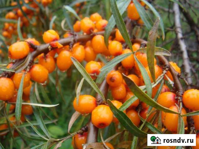 Участок ИЖС 13 сот. на продажу в Комсомольске-на-Амуре Комсомольск-на-Амуре - изображение 1