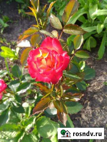 Дача 20 м² на участке 10 сот. на продажу в Томске Томск - изображение 1