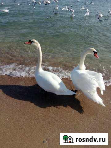 Дача 39 м² на участке 6 сот. на продажу в Туапсе Туапсе - изображение 1