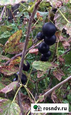 Дача 60 м² на участке 7 сот. на продажу в Томске Томск - изображение 1