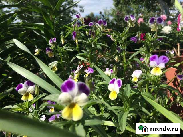 Дача 30 м² на участке 7 сот. на продажу в Нижнекамске Нижнекамск - изображение 1