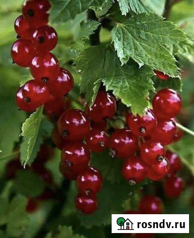 Дача 75 м² на участке 8.8 сот. на продажу в Волгодонске Волгодонск - изображение 1