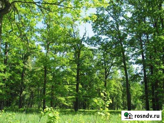 Участок ИЖС 25 сот. на продажу в Разумном Разумное - изображение 1